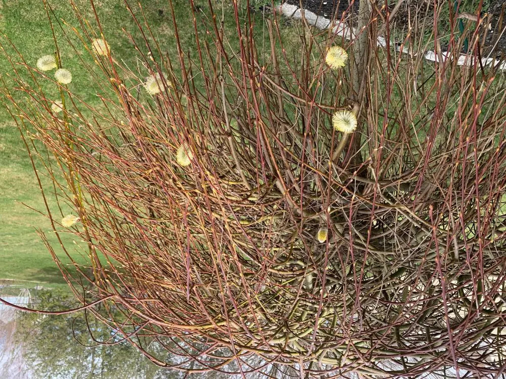 Willow Blooms