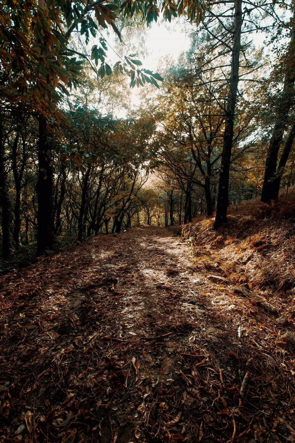 Walking Path in the Fall