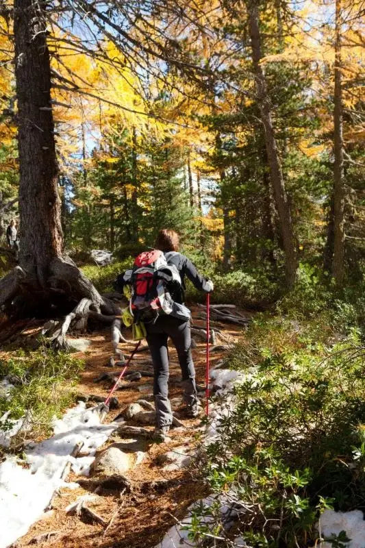 Person Nordic Walking on a Hiking Trail