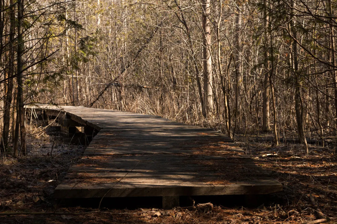 Empty Trail in the Woods