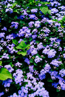 May Flowers & Walking Poles…The Ultimate Spring Combo