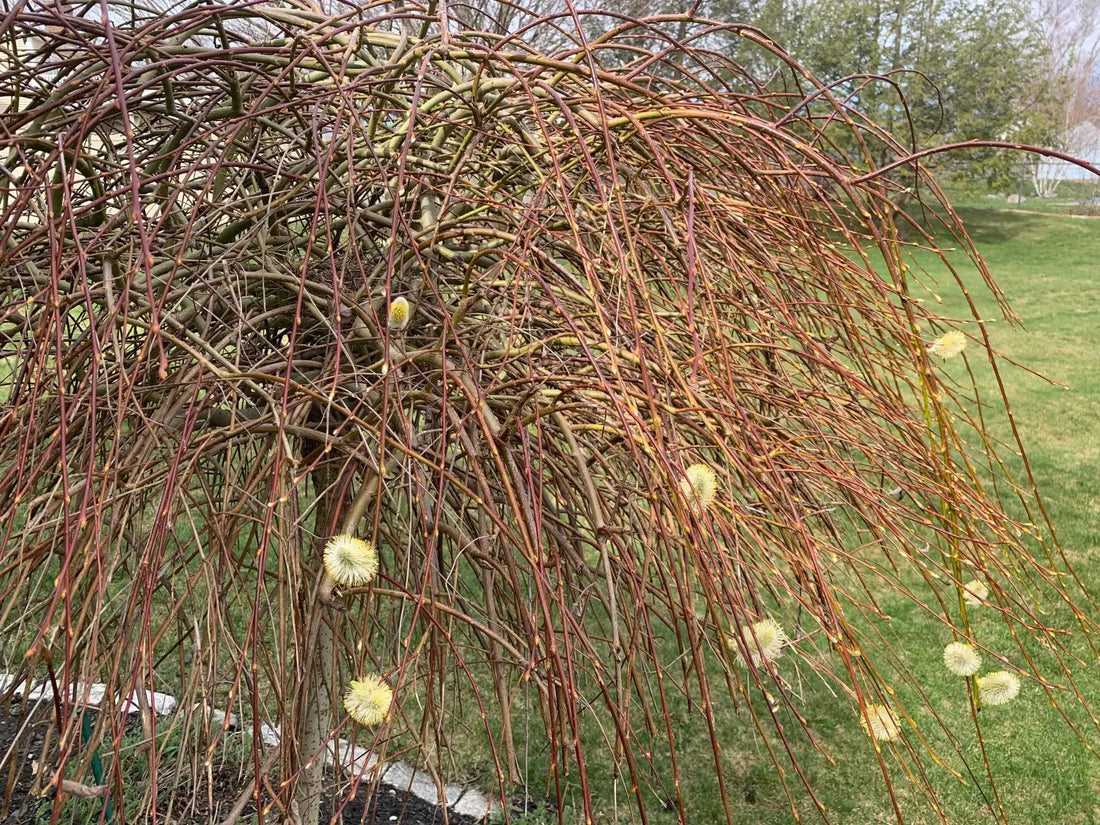 Willow Blooms