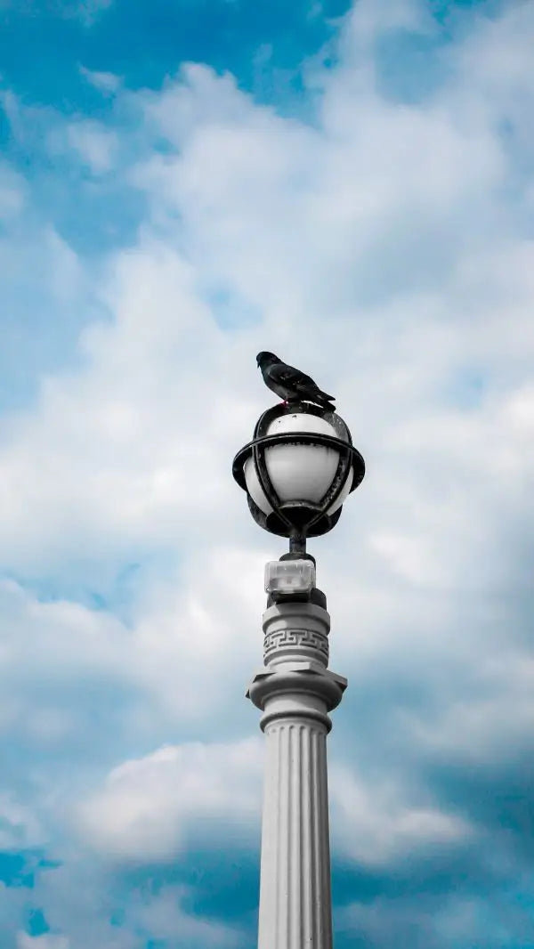 Pigeon sitting on a pole with sky and clouds in the background