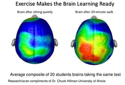 Exercise Makes the Brain Learning Ready