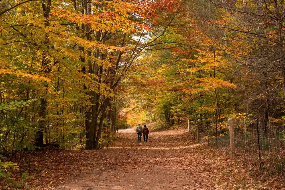 A couple walking down a narrow leaf covered road in the Fall