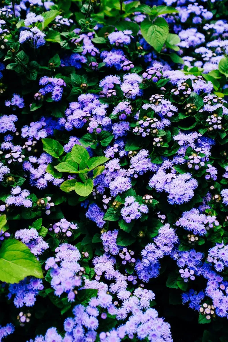 Fuzzy purple flowers and green leaves