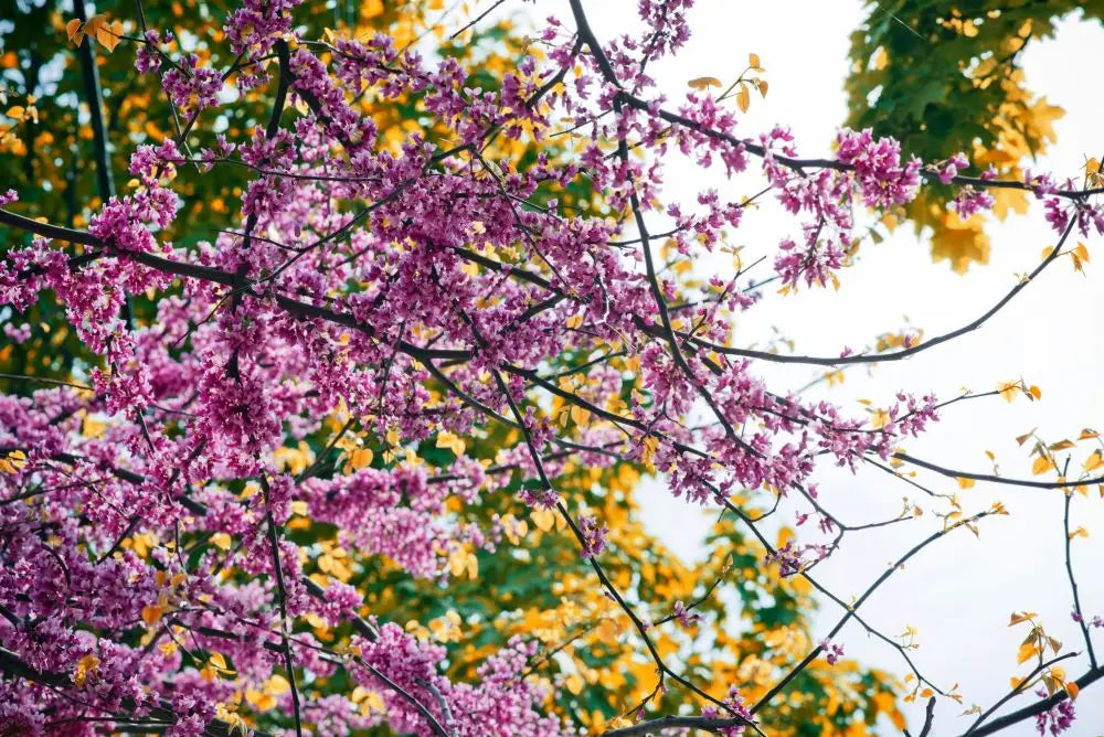 Bright Fuscia Flowers in Spring