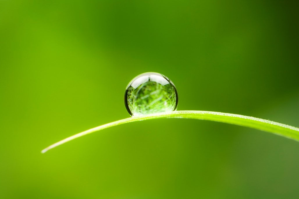 Drop of Water Balancing on a Leaf