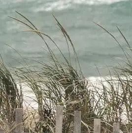 Beachgrass windbreaker jacket with wooden fence detail.