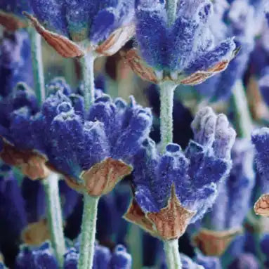 Close-up lavender blossoms.