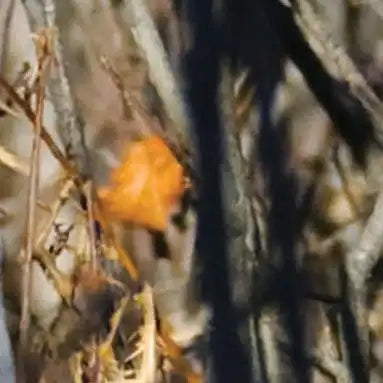 Single orange leaf.